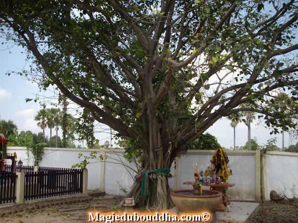 Arbre sacré en Thaïlande.